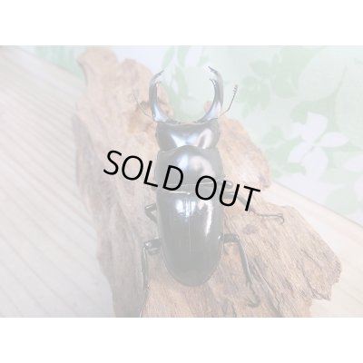 画像3: 新成虫!F2☆ネパレンシスコクワ♂70ミリ♀45ミリ+45ミリトリオ限定1セット販売!!