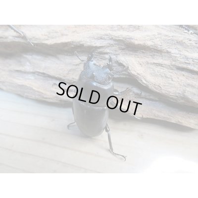 画像5: 新成虫!F2☆ネパレンシスコクワ♂70ミリ♀45ミリ+45ミリトリオ限定1セット販売!!