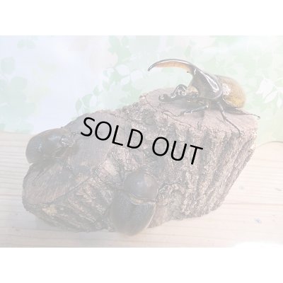 画像6: 新成虫☆D.H.リッキー♂113ミリ♀62ミリ+♀61ミリトリオ販売!!