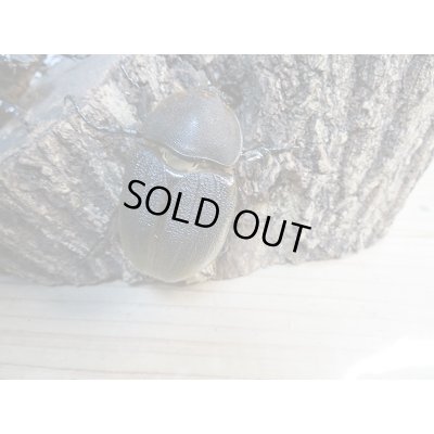 画像5: 新成虫☆D.H.リッキー♂113ミリ♀62ミリ+♀61ミリトリオ販売!!