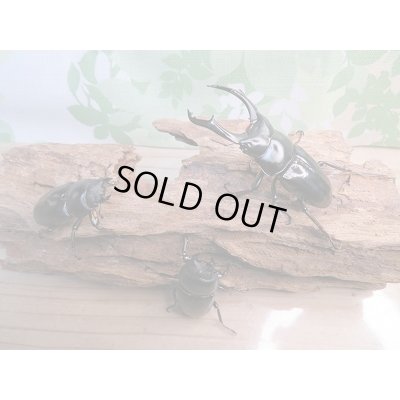 画像6: 新成虫!F2☆ネパレンシスコクワ♂70ミリ♀45ミリ+45ミリトリオ限定1セット販売!!