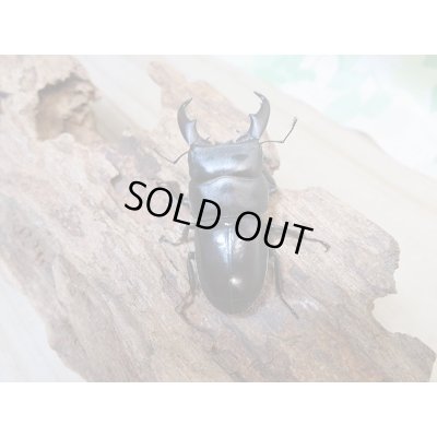 画像3: 新成虫☆F3☆ミヤマヒラタクワガタ♂49.5ミリ♀フリーサイズペア+♀フリートリオ販売!!