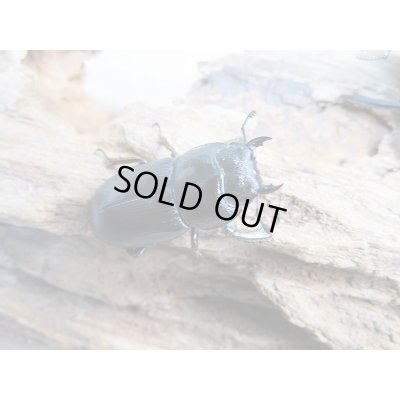 画像5: 新成虫☆F3☆ミヤマヒラタクワガタ♂49.5ミリ♀フリーサイズペア+♀フリートリオ販売!!