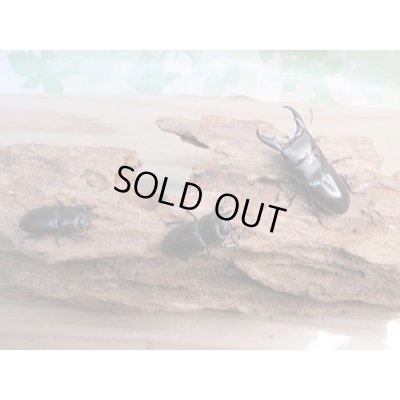 画像6: 新成虫☆F3☆ミヤマヒラタクワガタ♂49.5ミリ♀フリーサイズペア+♀フリートリオ販売!!