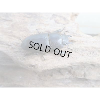 画像4: 新成虫☆F3☆ミヤマヒラタクワガタ♂49.5ミリ♀フリーサイズペア+♀フリートリオ販売!!