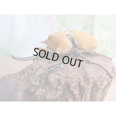 画像1: 新成虫☆コスタリカ産☆エレファスゾウカブト♂118ミリ♀73ミリペア販売！！