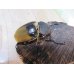 画像4: 新成虫☆コスタリカ産☆エレファスゾウカブト♂118ミリ♀73ミリペア販売！！ (4)