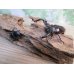 画像5: 新成虫☆フォルスターフタマタクワガタ（亜種キヨタミ）♂74ミリ♀43ミリペア販売！！ (5)