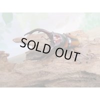 ☆大人気種☆新成虫！ミラビリスノコギリクワガタ♂63ミリ♀37ミリペア販売！！