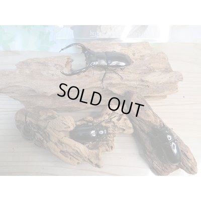 画像8: 新成虫☆Dibang Valley産☆ウエストウッディ オオシカクワガタ♂85ミリ♀46ミリ♀46ミリ♀45ミリ爆産セット販売!!