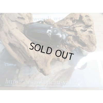 画像6: 新成虫☆Dibang Valley産☆ウエストウッディ オオシカクワガタ♂85ミリ♀46ミリ♀46ミリ♀45ミリ爆産セット販売!!