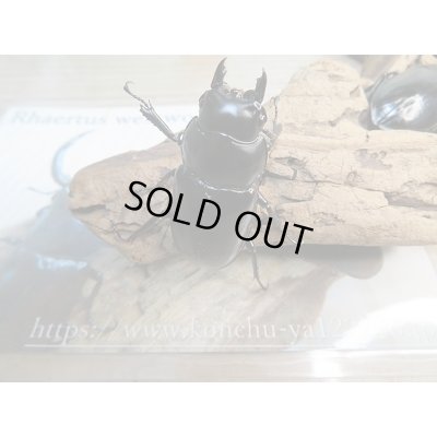 画像5: 新成虫☆Dibang Valley産☆ウエストウッディ オオシカクワガタ♂85ミリ♀46ミリ♀46ミリ♀45ミリ爆産セット販売!!