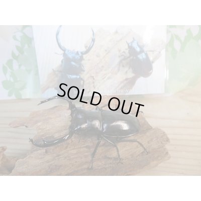 画像4: 新成虫☆Dibang Valley産☆ウエストウッディ オオシカクワガタ♂85ミリ♀46ミリ♀46ミリ♀45ミリ爆産セット販売!!