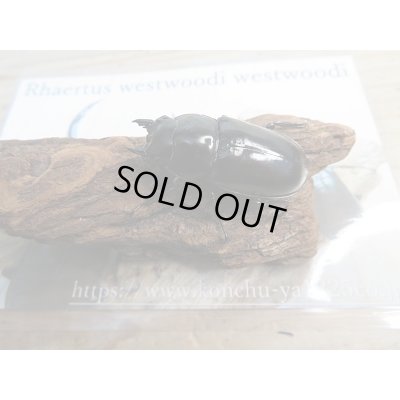 画像7: 新成虫☆Dibang Valley産☆ウエストウッディ オオシカクワガタ♂85ミリ♀46ミリ♀46ミリ♀45ミリ爆産セット販売!!