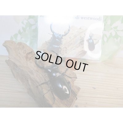 画像3: 新成虫☆Dibang Valley産☆ウエストウッディ オオシカクワガタ♂85ミリ♀46ミリ♀46ミリ♀45ミリ爆産セット販売!!