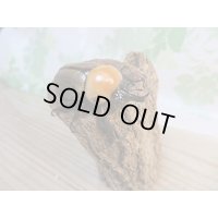 ☆小型人気種☆ヨツボシヒナカブト♂40ミリ♀フリーサイズ別血統ペア販売！！