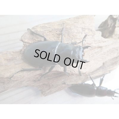 画像5: 新成虫!ギラファノコギリクワガタ(ケイスケ)♂103ミリ♀49ミリ+♀46.5ミリトリオ販売!!