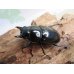 画像1: ☆限定販売☆ウエストウッディオオシカクワガタ♀45ミリ単品販売！！ (1)