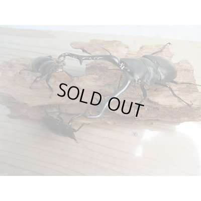 画像6: 新成虫!ギラファノコギリクワガタ(ケイスケ)♂103ミリ♀49ミリ+♀46.5ミリトリオ販売!!