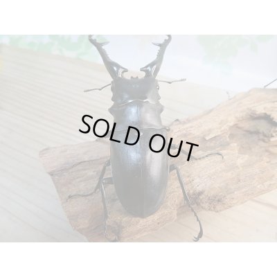 画像3: 新成虫!ギラファノコギリクワガタ(ケイスケ)♂103ミリ♀49ミリ+♀46.5ミリトリオ販売!!