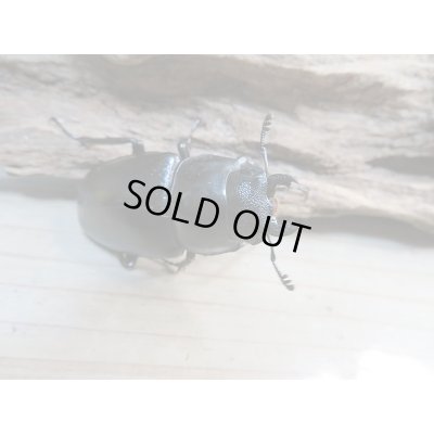 画像4: 新成虫!ギラファノコギリクワガタ(ケイスケ)♂103ミリ♀49ミリ+♀46.5ミリトリオ販売!!