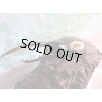 新成虫☆D.H.リッキー♂131ミリ♀71ミリペア販売！！