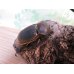 画像4: 新成虫☆D.H.リッキー♂131ミリ♀71ミリペア販売！！ (4)