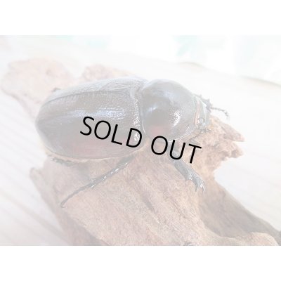 画像4: ☆新成虫☆ヒルスシロカブト♂66ミリ♀52ミリ＋♀52ミリ計3頭トリオ販売！！