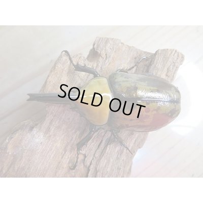 画像2: ☆新成虫☆ヒルスシロカブト♂66ミリ♀52ミリ＋♀52ミリ計3頭トリオ販売！！