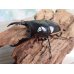 画像1: 新成虫！ウォレスノコギリクワガタ♂66ミリ♀フリーサイズペア販売！！ (1)