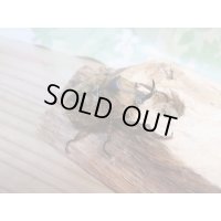 新成虫☆F1☆サビイロカブト♂37ミリ♀フリーサイズペア販売！！