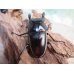 画像3: 新成虫！ウォレスノコギリクワガタ♂66ミリ♀フリーサイズペア販売！！ (3)