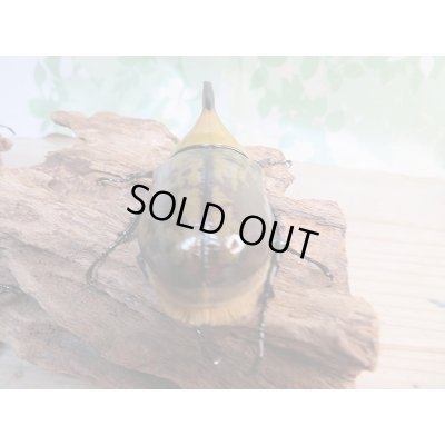 画像3: ☆新成虫☆ヒルスシロカブト♂66ミリ♀52ミリ＋♀52ミリ計3頭トリオ販売！！