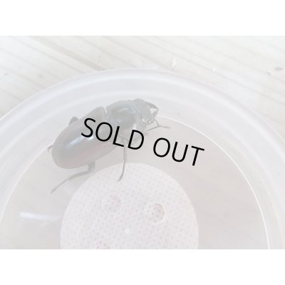 画像5: 新成虫☆F3☆アローコクワガタ(nobuhiroi)♂60ミリ♀39ミリ＋♀37ミリトリオ販売！！