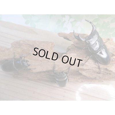 画像6: 新成虫☆F1☆アンタエウスオオクワガタ(インドアンテ)♂77ミリ♀48ミリペア+♀48ミリトリオ販売!!