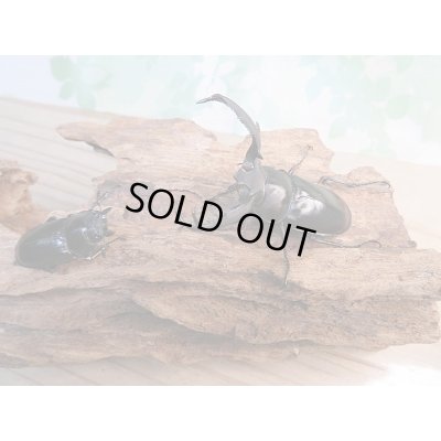 画像4: 新成虫☆F3☆ディディエールシカクワガタ♂55ミリ♀フリーサイズペア販売！！