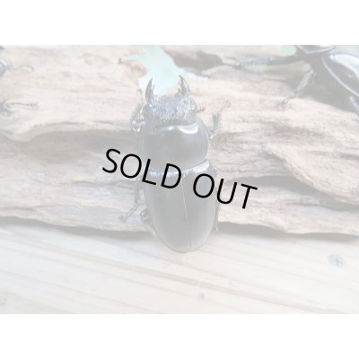 画像5: 新成虫☆F1☆アンタエウスオオクワガタ(インドアンテ)♂77ミリ♀48ミリペア+♀48ミリトリオ販売!!