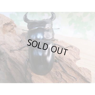 画像3: 新成虫☆F1☆アンタエウスオオクワガタ(インドアンテ)♂77ミリ♀48ミリペア+♀48ミリトリオ販売!!