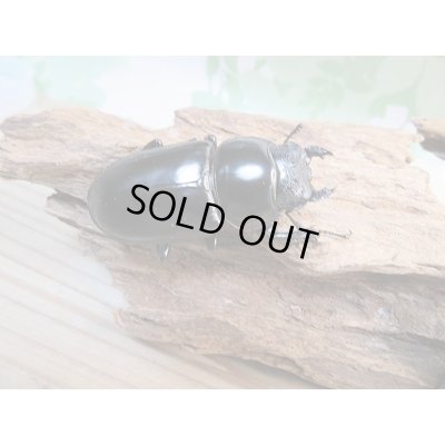 画像4: 新成虫☆F1☆アンタエウスオオクワガタ(インドアンテ)♂77ミリ♀48ミリペア+♀48ミリトリオ販売!!