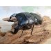 画像1: 新成虫☆WF1☆ダイオウヒラタクワガタ♂78ミリ♀フリーサイズペア販売！！ (1)