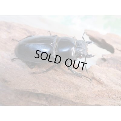 画像4: 大型新成虫☆RR☆シェンクリングオオクワガタ♂80ミリ♀46.5ミリペア販売！！
