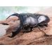 画像1: 大型新成虫☆RR☆シェンクリングオオクワガタ♂80ミリ♀46.5ミリペア販売！！ (1)