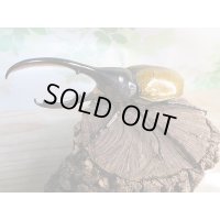新成虫☆D.H.リッキー♂134ミリ♀66ミリペア販売！！
