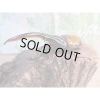 ☆稀少新成虫☆D.H.モリシマイ♂120ミリ♀60ミリペア販売！！