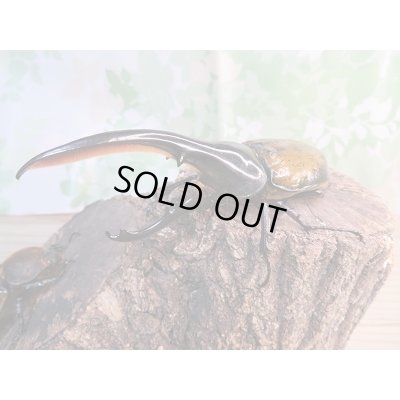 画像1: ☆稀少新成虫☆D.H.モリシマイ♂120ミリ♀60ミリペア販売！！