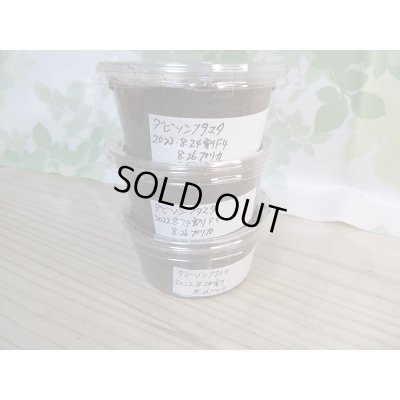 画像1: ☆F4☆ダビソンフタマタクワガタ初二令幼虫3頭セット販売！！