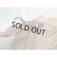 新成虫☆別血統WF1☆オーベルチュールクロツヤシカクワガタ♂50ミリ♀フリーサイズペア期間限定販売！！