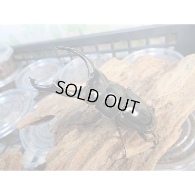 画像1: ☆西カメン産☆ネパレンシスコクワガタ（ネパールコクワ）初二令幼虫4頭セット販売！！