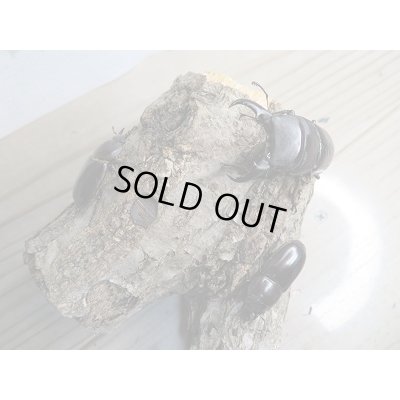 画像6: ☆くろねこチャンネルより入荷☆WF3!ダイトウヒラタクワガタ♂47ミリ♀29ミリ+♀28ミリ計3頭トリオ販売!更にプレゼント付き!