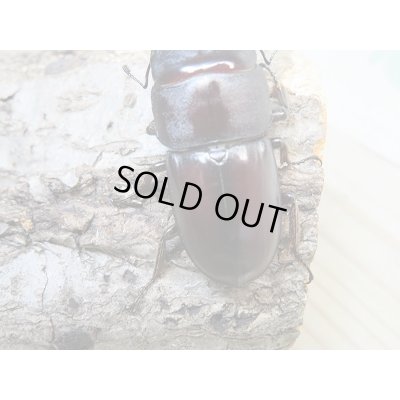 画像3: ☆くろねこチャンネルより入荷☆WF3!ダイトウヒラタクワガタ♂47ミリ♀29ミリ+♀28ミリ計3頭トリオ販売!更にプレゼント付き!